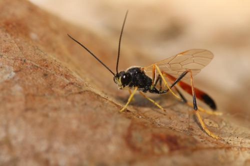 Réf. 277 759 : Erigorgus melanops